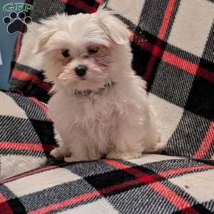 Shadow, Maltese Puppy